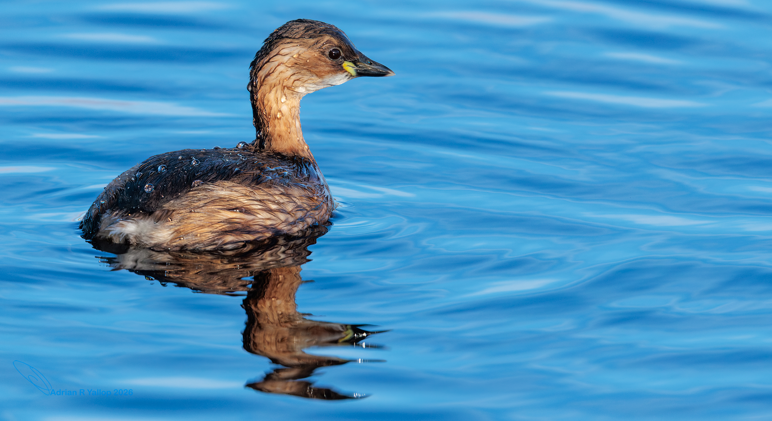 Tachybaptus ruficollis